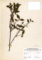 藏品(柃木)的圖片